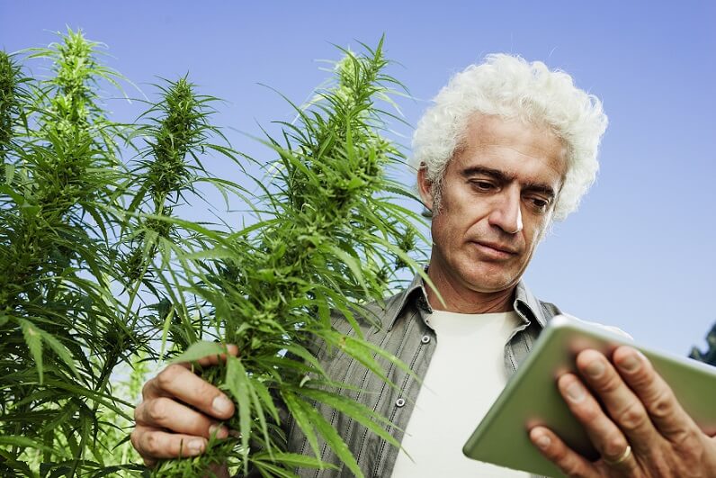 Farmer in a hemp field looking at analytics