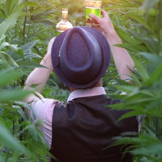 Cannabis Hemp Farmer in the Fields